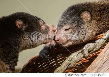 cute wild bear cuscus aulirops ursinus arboreal against blure background. cute wild bear cuscus aulirops ursinus arboreal against blure background. 114645336
