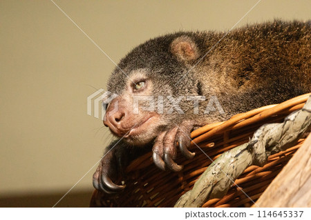 cute wild bear cuscus aulirops ursinus arboreal against blure background. 114645337