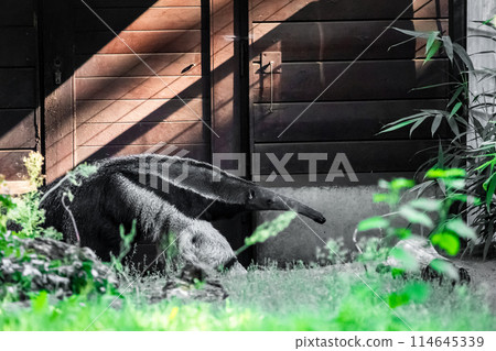 Myrmecophaga tridactyla, Giant anteater Myrmecophaga tridactyla, Giant anteater 114645339