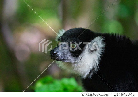 Black and white Ruffed Lemur closeup 114645343