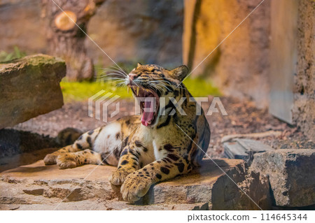 clouded leopard (Neofelis nebulosa) wild cat 114645344