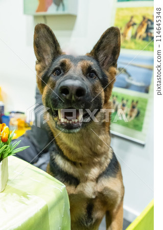 Brown and yellow German Shepherd Dog Close Up Portrait. 114645348