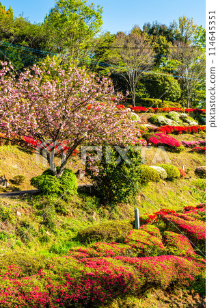 Azaleas at Utagaki Park [Shiraishi Town, Kishima District, Saga Prefecture] 114645351