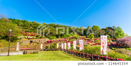 Panorama of azaleas at Utagaki Park [Shiraishi Town, Kishima District, Saga Prefecture] 114645354