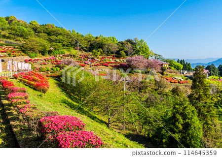Azaleas at Utagaki Park [Shiraishi Town, Kishima District, Saga Prefecture] 114645359