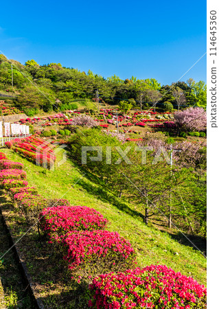 Azaleas at Utagaki Park [Shiraishi Town, Kishima District, Saga Prefecture] 114645360