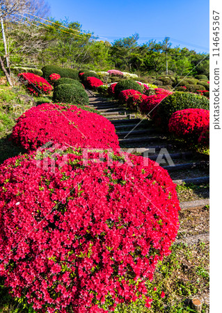 Azaleas at Utagaki Park [Shiraishi Town, Kishima District, Saga Prefecture] 114645367
