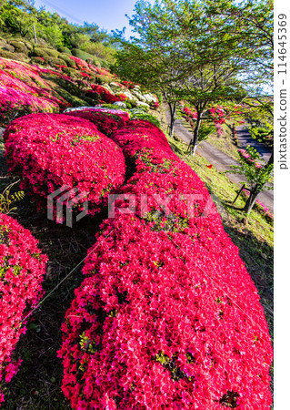 Azaleas at Utagaki Park [Shiraishi Town, Kishima District, Saga Prefecture] 114645369
