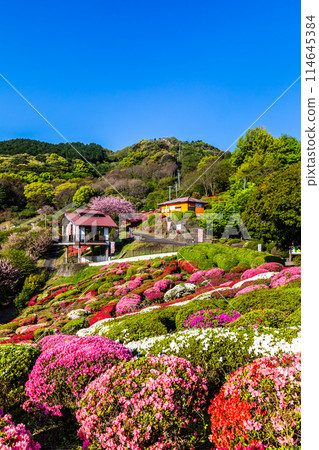 Azaleas at Utagaki Park [Shiraishi Town, Kishima District, Saga Prefecture] 114645384