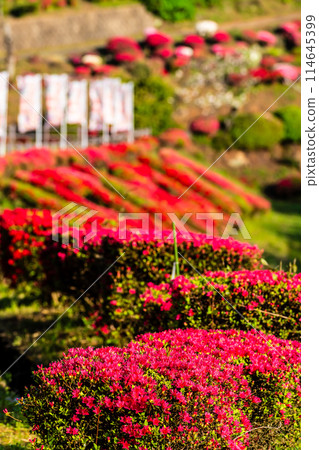 Azaleas at Utagaki Park [Shiraishi Town, Kishima District, Saga Prefecture] 114645399