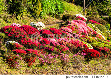 Azaleas at Utagaki Park [Shiraishi Town, Kishima District, Saga Prefecture] 114645404