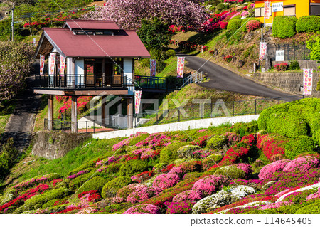 Azaleas at Utagaki Park [Shiraishi Town, Kishima District, Saga Prefecture] 114645405
