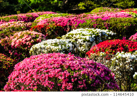 Azaleas at Utagaki Park [Shiraishi Town, Kishima District, Saga Prefecture] 114645410