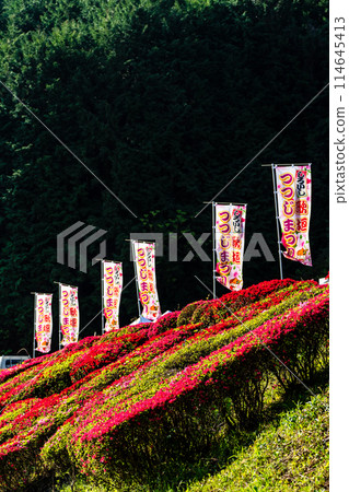 Azaleas at Utagaki Park [Shiraishi Town, Kishima District, Saga Prefecture] 114645413