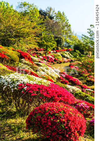 歌垣公園杜鵑花【佐賀縣木島郡白石町】 114645424