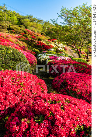 歌垣公園杜鵑花【佐賀縣木島郡白石町】 歌垣公園杜鵑花【佐賀縣木島郡白石町】 114645429
