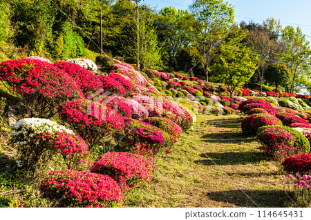 Azaleas at Utagaki Park [Shiraishi Town, Kishima District, Saga Prefecture] 114645431