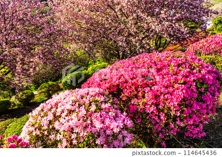 歌垣公園杜鵑花【佐賀縣木島郡白石町】 114645436