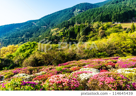 Azaleas at Utagaki Park [Shiraishi Town, Kishima District, Saga Prefecture] 114645439