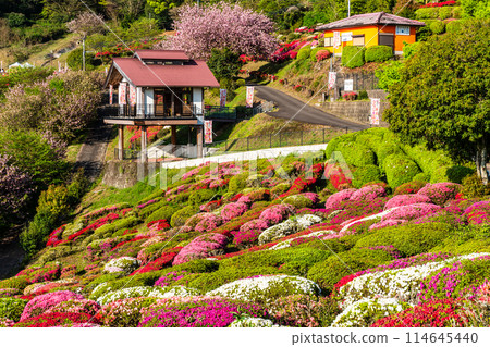 Azaleas at Utagaki Park [Shiraishi Town, Kishima District, Saga Prefecture] 114645440