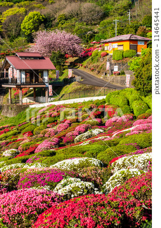 Azaleas at Utagaki Park [Shiraishi Town, Kishima District, Saga Prefecture] 114645441
