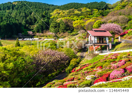 Azaleas at Utagaki Park [Shiraishi Town, Kishima District, Saga Prefecture] 114645449