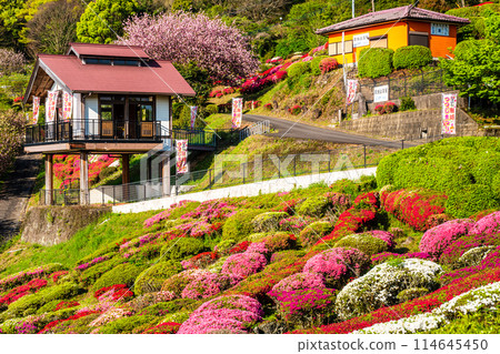 Azaleas at Utagaki Park [Shiraishi Town, Kishima District, Saga Prefecture] 114645450
