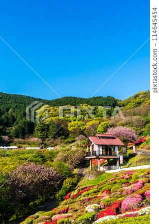 歌垣公園杜鵑花【佐賀縣木島郡白石町】 114645454