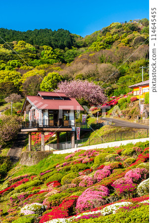 Azaleas at Utagaki Park [Shiraishi Town, Kishima District, Saga Prefecture] 114645455
