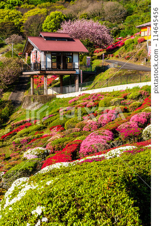 歌垣公園杜鵑花【佐賀縣木島郡白石町】 歌垣公園杜鵑花【佐賀縣木島郡白石町】 114645456