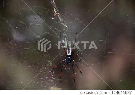 Golden Silk Orb-Weaver Trichonephila Nephila inaurata 114645677