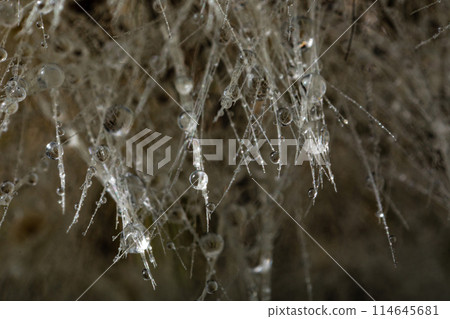 drops of water on thin white threads 114645681