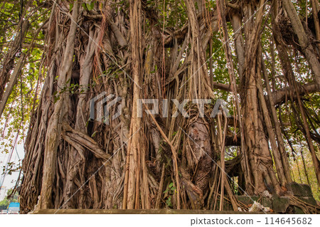 close up old bot or banyan tree big roots 114645682