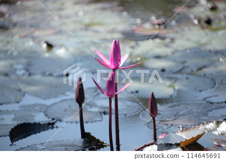 Panoramic of blooming Lotus flower Panoramic of blooming Lotus flower 114645691