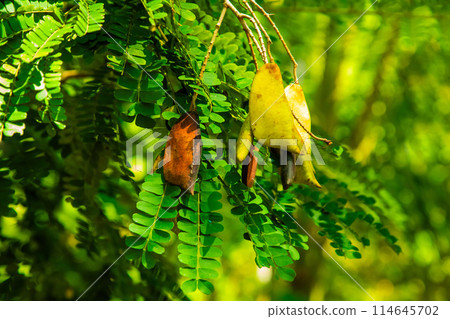 Caesalpinia Sappan (Biancaea) many small green leaves. 114645702