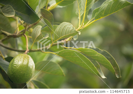 green Hass Avocados fruit hanging in the tree green Hass Avocados fruit hanging in the tree 114645715