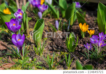 Mixed colorful flowers Nature background 114645721