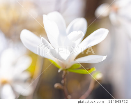 Mixed colorful flowers Nature background 114645722