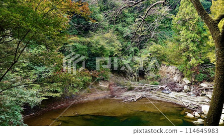 千葉縣大瀧町養老溪谷的粟又瀑布秋季水邊 114645983