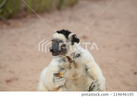 Verreaux's white sifaka with dark head Madagascar island fauna. Verreaux's white sifaka with dark head Madagascar island fauna. 114646195