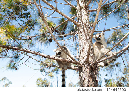 ring-tailed gray lemur in natural environment Madagascar 114646200