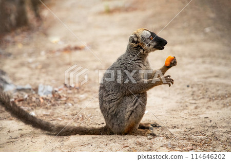 Common brown lemur (Eulemur fulvus) with orange eyes. Common brown lemur (Eulemur fulvus) with orange eyes. 114646202