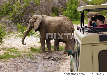 large African elephant tramples mud. Reserve in Tanzania 114646217