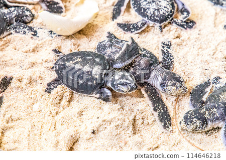 newborn cubs of sea turtle 114646218