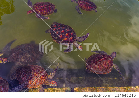 young sea turtles living on farm in Africa under protection. 114646219