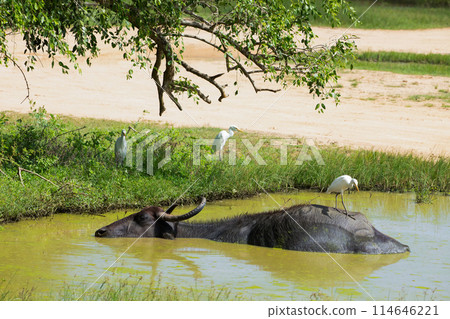 Asiatic water buffalo resting in cool water Asiatic water buffalo resting in cool water 114646221