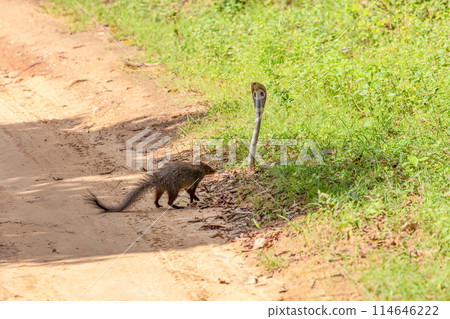 mongoose fights with an aggressive cobra in the wild 114646222