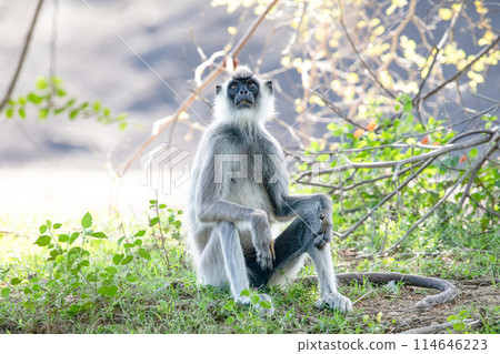 black faced grey langur monkey in Yala National Park, Sri Lanka black faced grey langur monkey in Yala National Park, Sri Lanka 114646223