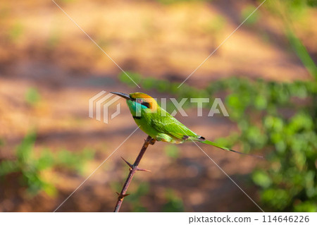 blue-cheeked bee-eater (Merops persicus) blue-cheeked bee-eater (Merops persicus) 114646226