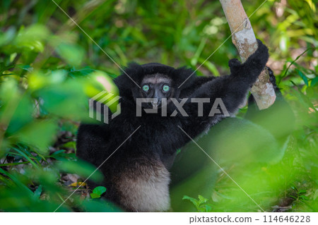 Lemur Indri indri, babakoto largest lemur from Madagascar Lemur Indri indri, babakoto largest lemur from Madagascar 114646228
